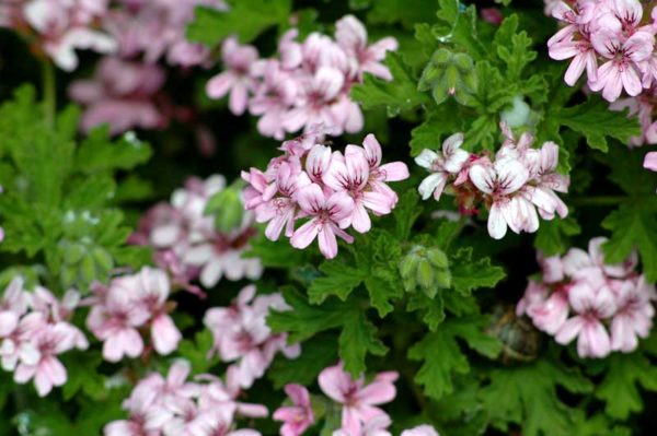 Pelargonum CItronella Foto: Sunland Herbs