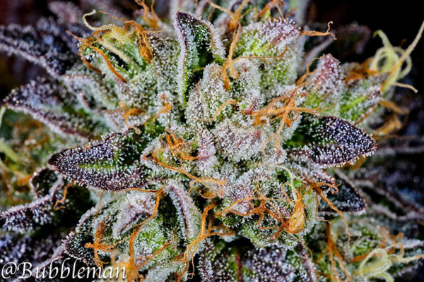 Blueberry/GOD X purple kush Foto: Bubbleman